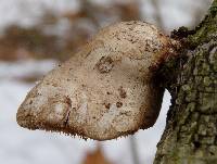 Piptoporus betulinus image