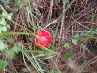 Amanita muscaria subsp. flavivolvata image