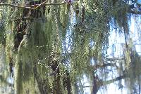 Ramalina menziesii image