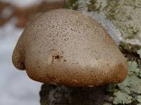 Fomitopsis betulina image