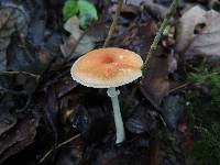 Leucoagaricus rubrotinctus image