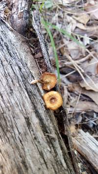 Polyporus arcularius image