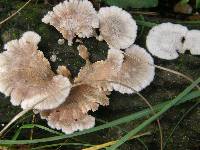 Schizophyllum commune image