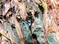 Chlorociboria aeruginascens image