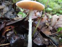 Leucoagaricus rubrotinctus image