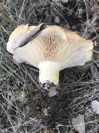 Lactarius alnicola image