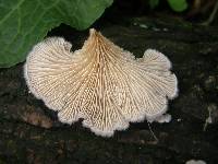 Schizophyllum commune image