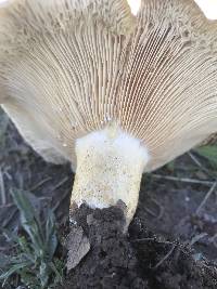 Lactarius alnicola image