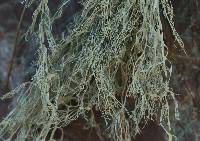 Ramalina menziesii image