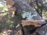 Trametes versicolor image