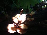 Flammulina velutipes image