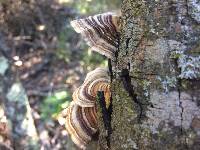 Trametes versicolor image