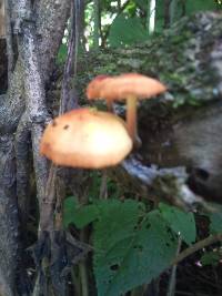 Flammulina velutipes image