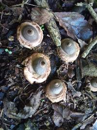 Geastrum triplex image