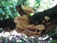 Flammulina velutipes image