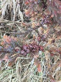 Gymnosporangium juniperi-virginianae image