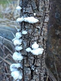 Schizophyllum commune image