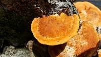 Pycnoporus coccineus image