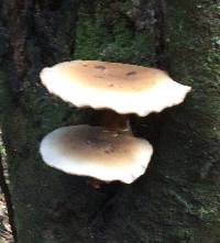 Agrocybe parasitica image