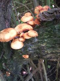 Flammulina velutipes image