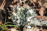 Parmotrema reticulatum image