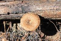 Polyporus arcularius image