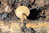 Polyporus arcularius image