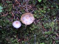 Inocybe geophylla image