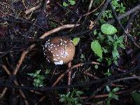 Amanita pantherina image