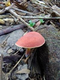 Boletus rubellus image