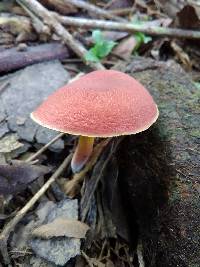 Boletus rubellus image