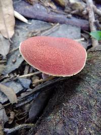 Boletus rubellus image