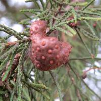 Gymnosporangium juniperi-virginianae image