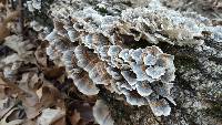 Trametes versicolor image