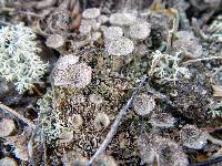 Cladonia chlorophaea image