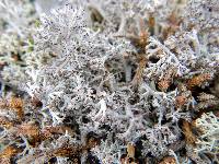 Cladonia rangiferina image