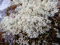 Cladonia mitis image