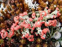 Cladonia cristatella image