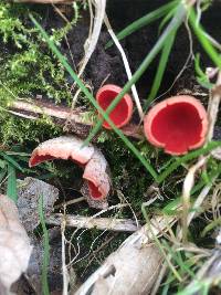 Sarcoscypha coccinea image