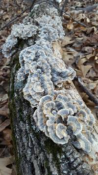 Trametes versicolor image