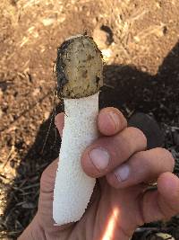 Phallus impudicus var. impudicus image