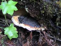 Fomitopsis pinicola image