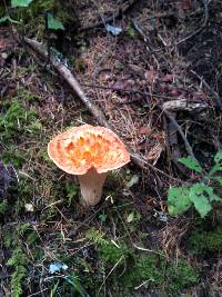 Gomphus floccosus image