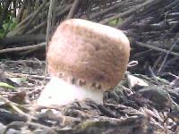 Agaricus augustus image