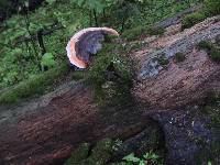 Fomitopsis pinicola image