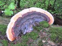 Fomitopsis pinicola image