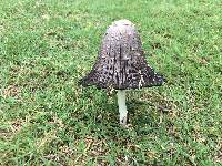 Coprinus comatus image