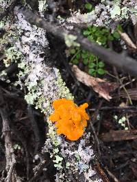 Tremella mesenterica image