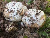 Amanita velosa image