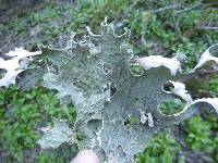 Lobaria pulmonaria image